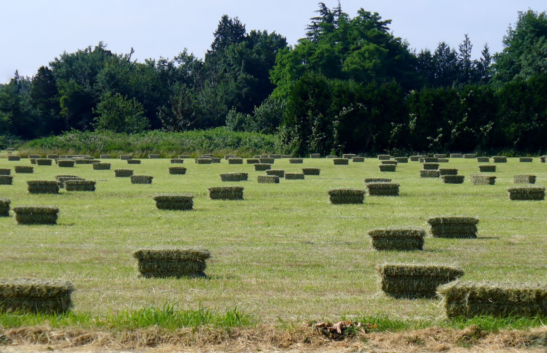 Farm Square Haystack Reliable Hay Delivery: Iron Root Ag for Agriculture Needs